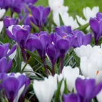 Crocus Blue Ice