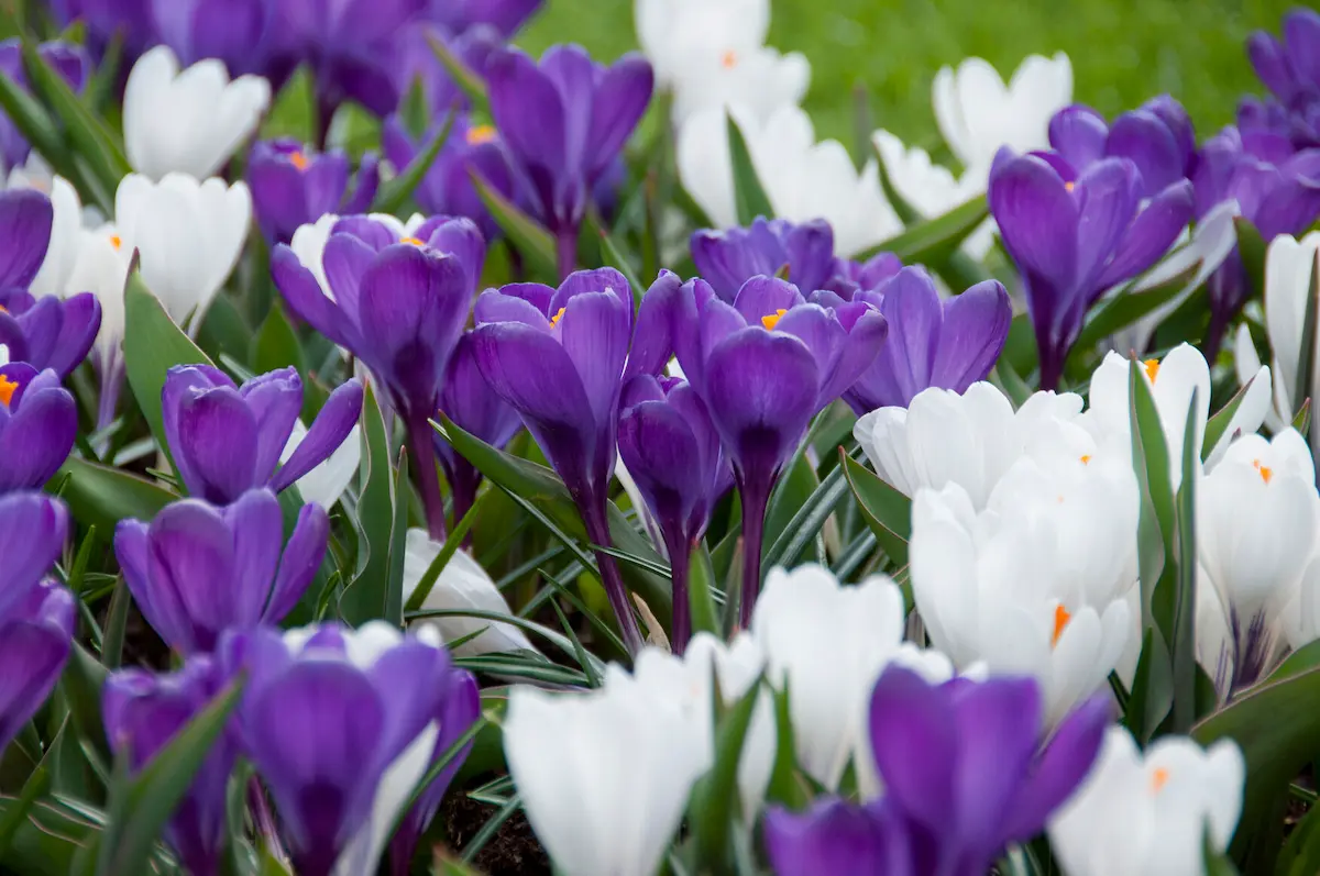 crocus_blue-ice_vawi03590 Crocus Blue Ice - immagine 1