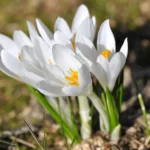 Crocus Jeanne D'Arc