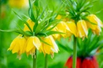 Fritillaria Lutea