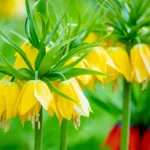 Fritillaria Lutea