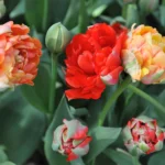Tulipa Gudoshnik Double®