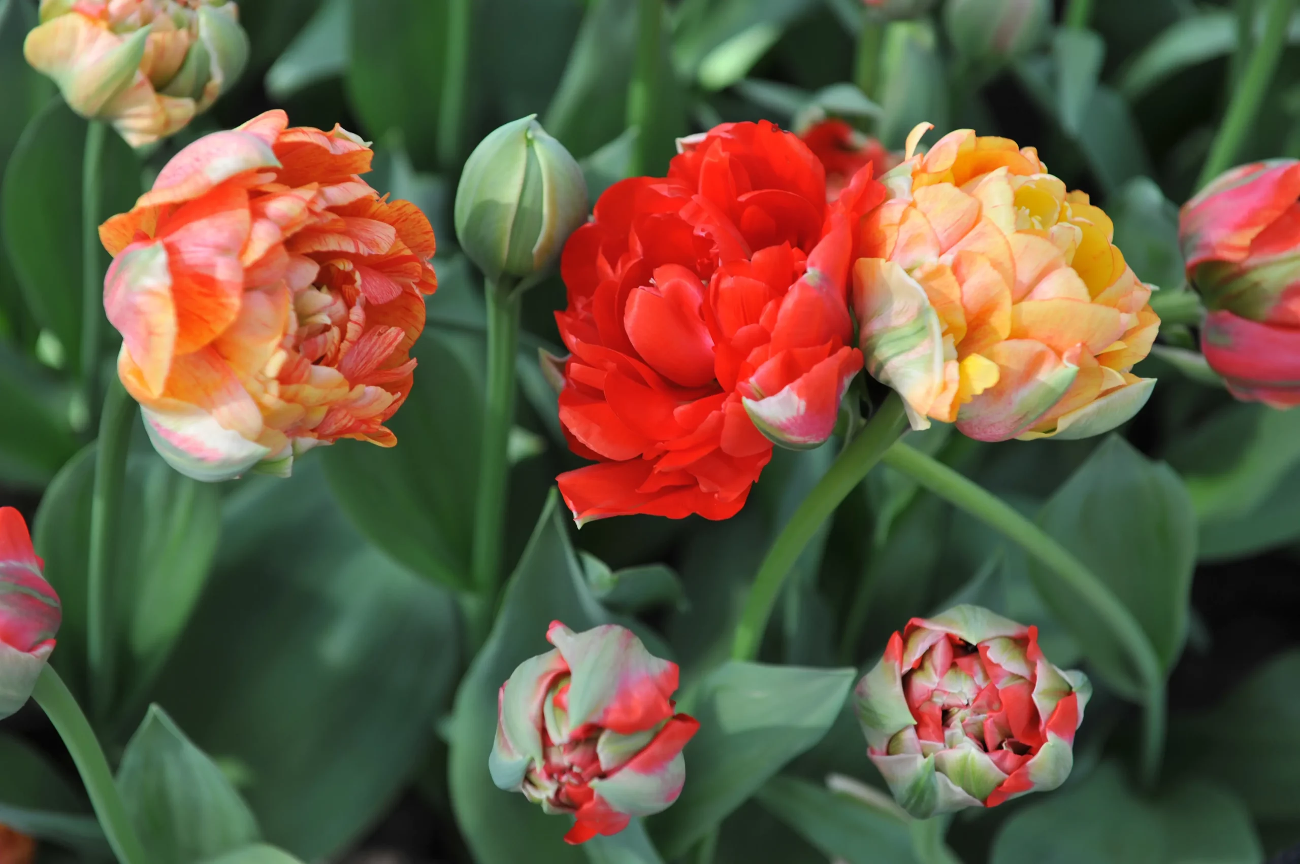 tuipa_gudoshnik-double_shutterstock_2085337291 - Copia Tulipa Gudoshnik Double® - immagine 1