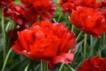 Tulipa Doppio Abba