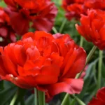 Tulipa Doppio Abba