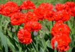 Tulipa Doppio Abba - immagine 2