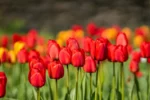 Tulipani Apeldoorn - immagine 2