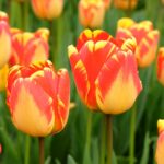 Tulipano Darwin Banja Luka, fiore giallo fiammato di rosso