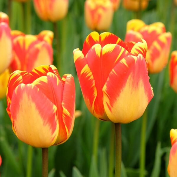 Tulipano Darwin Banja Luka, fiore giallo fiammato di rosso