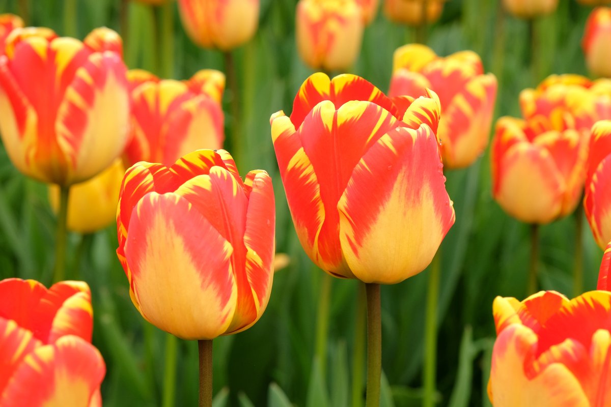 tulipa_banja-luka_shutterstock_2298741389 Tulipano Darwin Banja Luka, fiore giallo fiammato di rosso