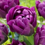 Tulipa Doppio Blue Diamond® - immagine 2