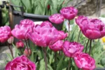 Tulipa Doppio Blue Diamond® - immagine 3