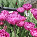 Tulipa Doppio Blue Diamond®