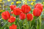 Tulipano Triumph Seadov, fiore rosso