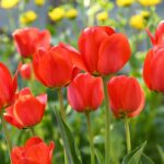 Tulipano Triumph Seadov, fiore rosso