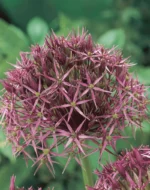 Allium Christophii - immagine 2