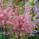 Allium Schubertii