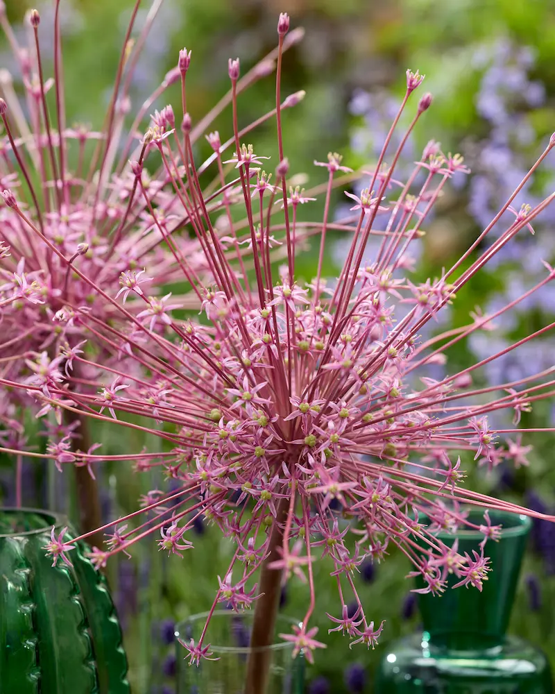 Allium Schubertii visi223712-rid Allium Schubertii - immagine 1