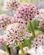 Allium Silver Spring - immagine 2