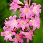 Amaryllis Belladonna