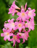 Amaryllis Belladonna
