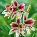 Amaryllis Papillio