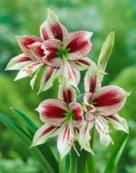Amaryllis Papillio