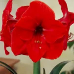 Amaryllis Ferrari