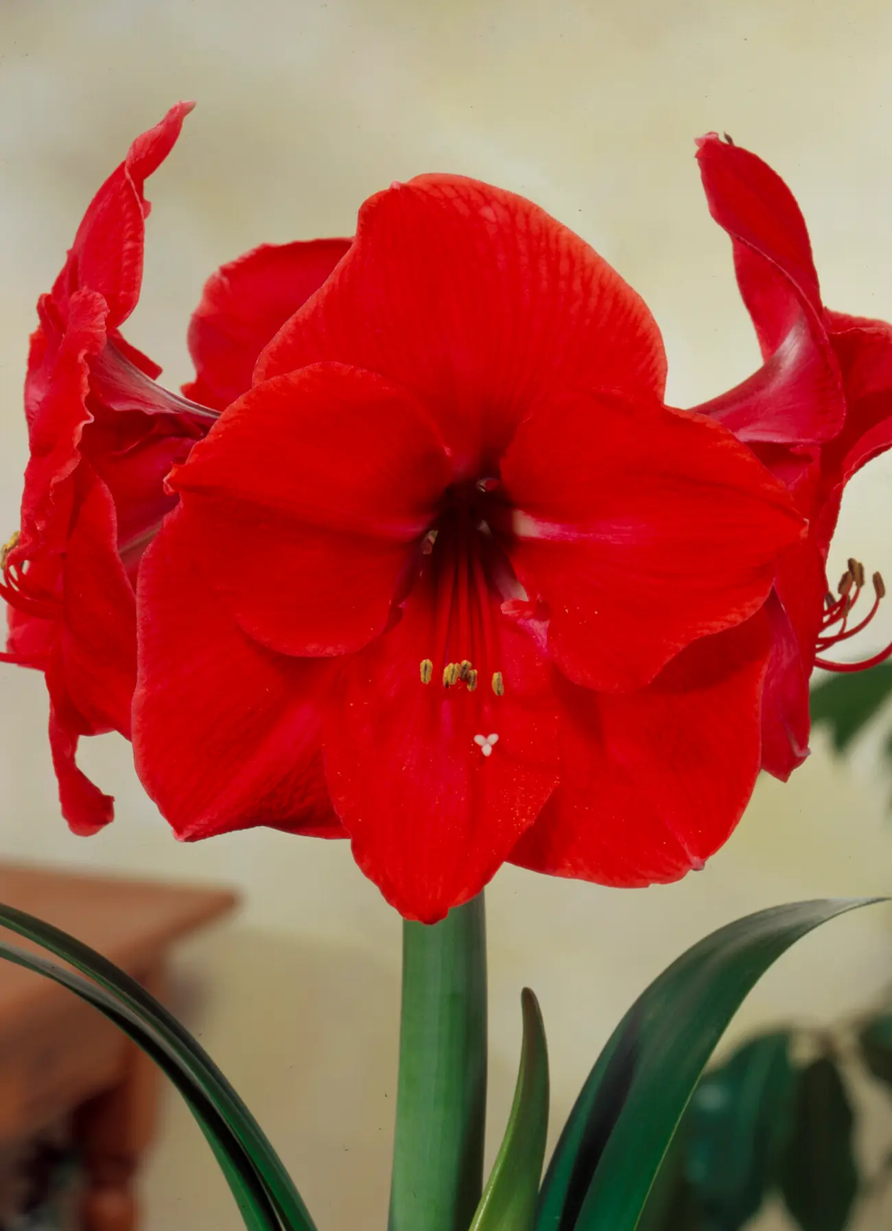 Amaryllis hippeastrum Ferrari vima08136-rid Amaryllis Ferrari - immagine 1