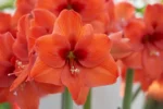 Amaryllis Naranja