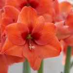 Amaryllis Naranja