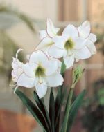 Amaryllis Picotee - immagine 2