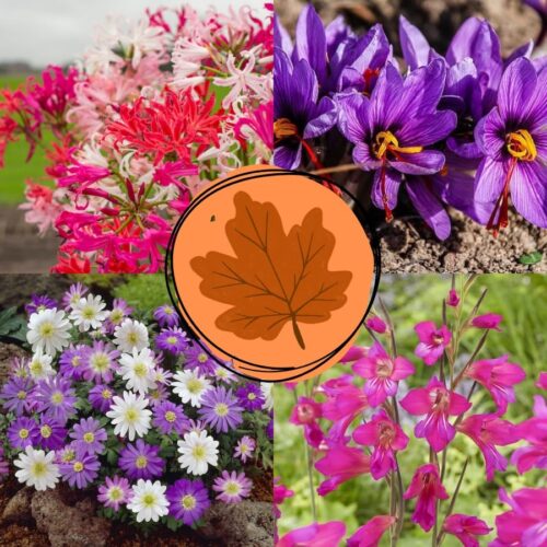Box Bulbi Autunno Flora Import Olanda