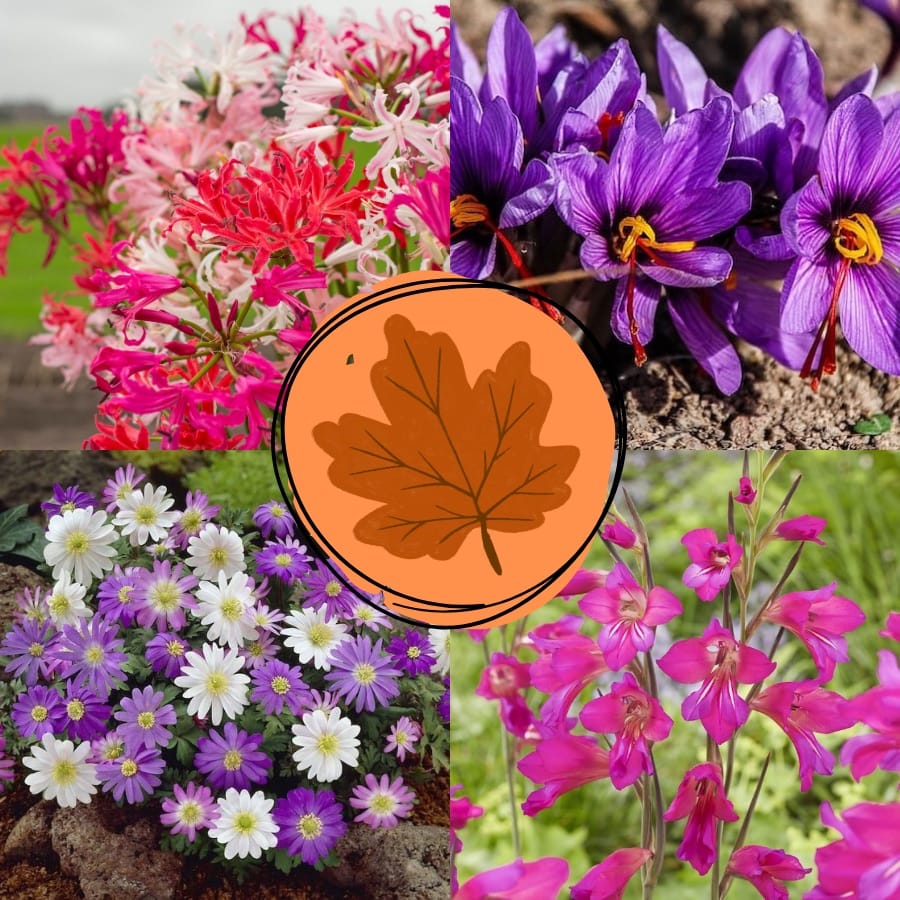 Box Bulbi Autunno Flora Import Olanda