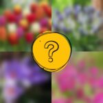 Box Sorpresa Flora Import Olanda