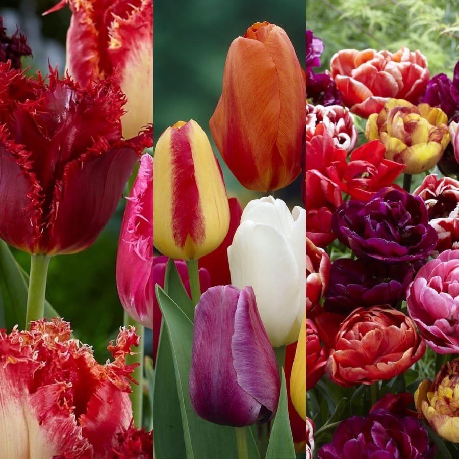 Box Senza Pensieri Olanda Principianti con Tulipani