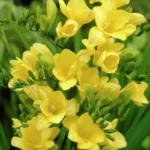 Freesia Gialla
