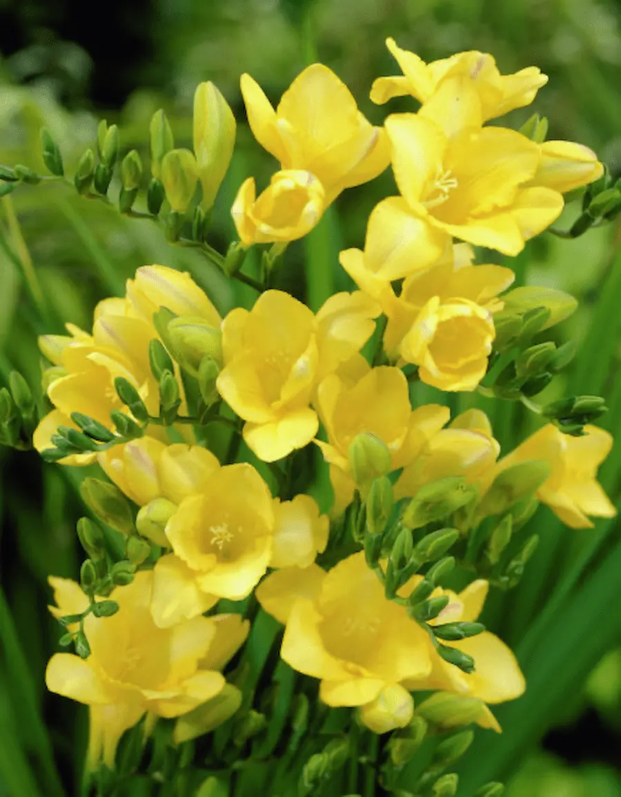 Freesia Enkel Geel Freesia Gialla - immagine 1