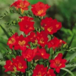 Freesia Rossa