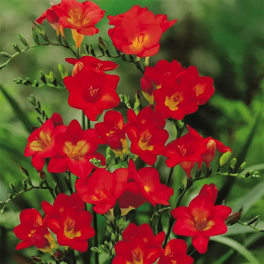 Freesia Enkel Rood Freesia Rossa - immagine 1
