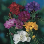 Freesia Doppio Mixed