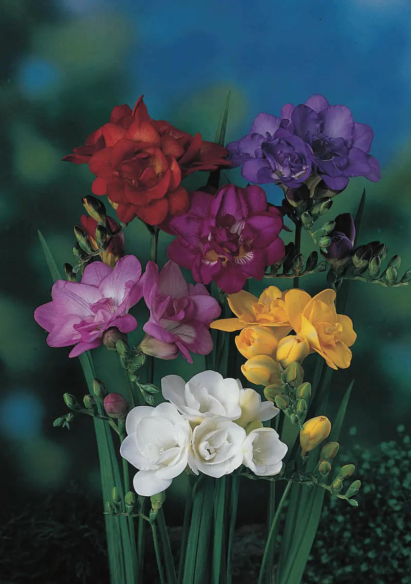 Freesia dubbel gemengd Freesia Doppio Mixed - immagine 1