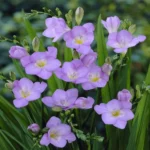 Freesia Blu
