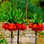 Fritillaria Rubra