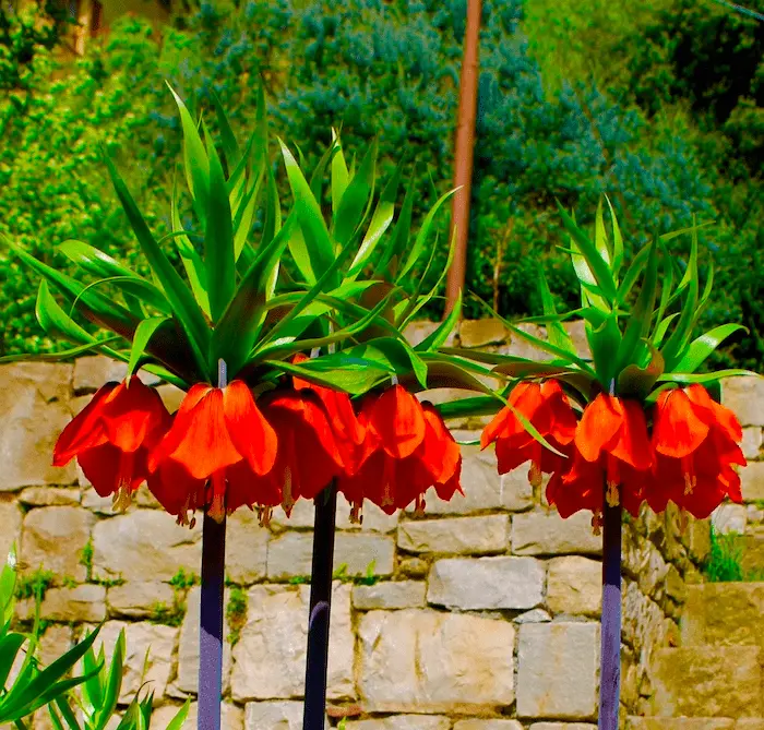 IMG_3896 Fritillaria Rubra - immagine 1