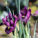 Iris Reticulata J.S. Dijt