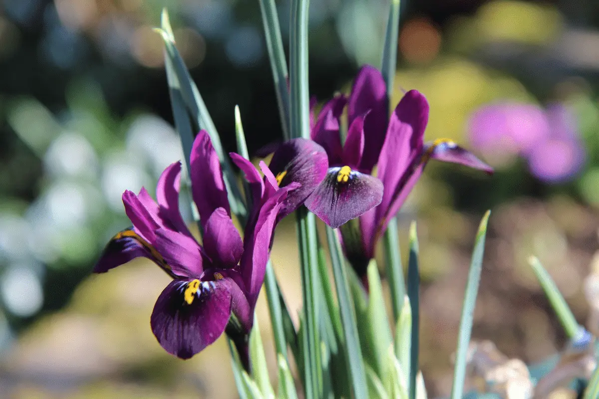 Iris JS Dijt Iris Reticulata J.S. Dijt - immagine 1