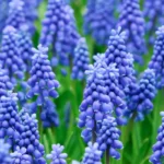Muscari Carola