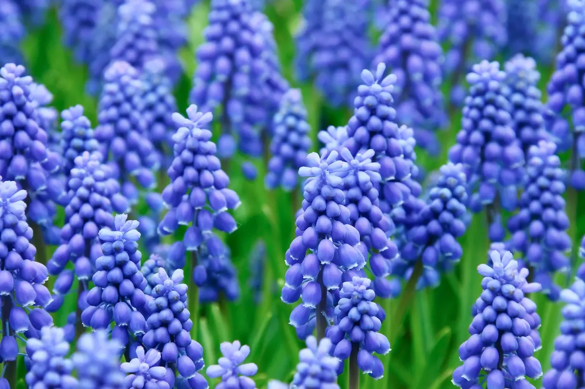 Muscari armeniacum blu Muscari Carola - immagine 1