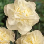 Narcissus Obdam